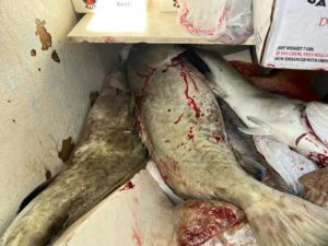 Commercial Cooler With Gag Grouper & Mutton Snapper