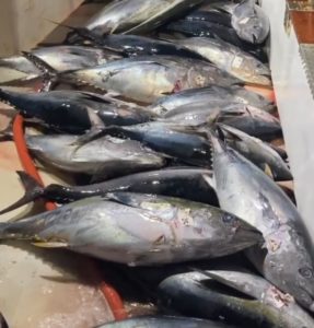 Deck Full Of Tuna